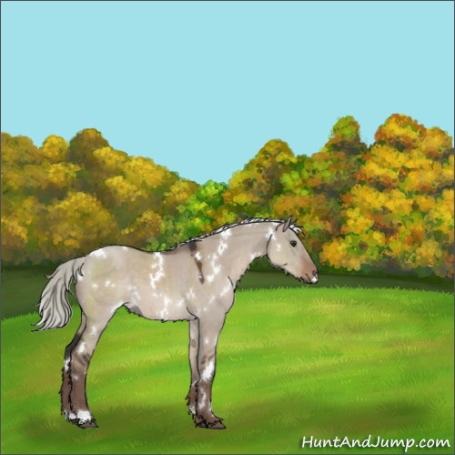 Horse Color:White Spotted Liver Red Dun Mushroom 
