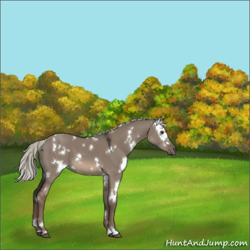 Horse Color:White Spotted Liver Red Dun Mushroom 