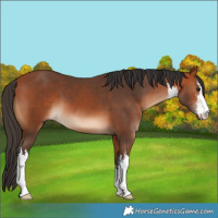 Horse Color:White Spotted Bay 