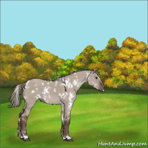 Horse Color:White Spotted Liver Red Dun Mushroom 