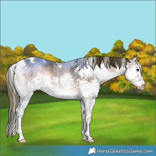 Horse Color:Plaid  White Spotted Liver Red Onyx Splash Tobiano 