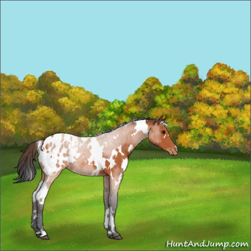Horse Color:White Spotted Bay Appaloosa 