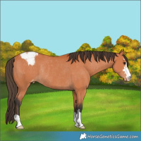 Horse Color:Bay Appaloosa Rabicano 