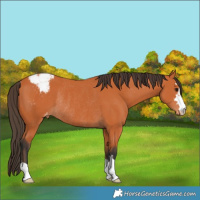 Horse Color:Bay Appaloosa Rabicano 