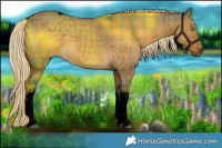 Horse Color:Void Plaid White Spotted Chocolate Palomino Dun Tobiano