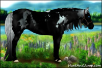 Horse Color:Void Plaid  White Spotted Cremello Onyx Splash Tobiano Brindle 