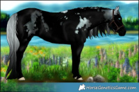 Horse Color:Void Plaid  White Spotted Cremello Onyx Splash Tobiano Brindle 