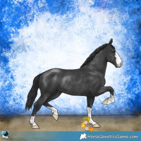 Horse Color:Platinum Black Rabicano