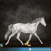 Horse Color:Platinum Perlino Tobiano Rabicano