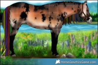 Horse Color:Void Painted Plaid  White Spotted Liver Red Onyx Tobiano 