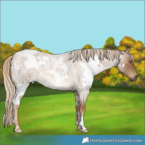 Horse Color:White Spotted Chocolate Palomino Roan 