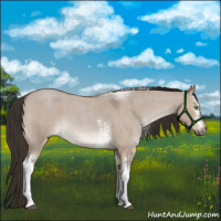 Horse Color:White Spotted Liver Red Dun Roan