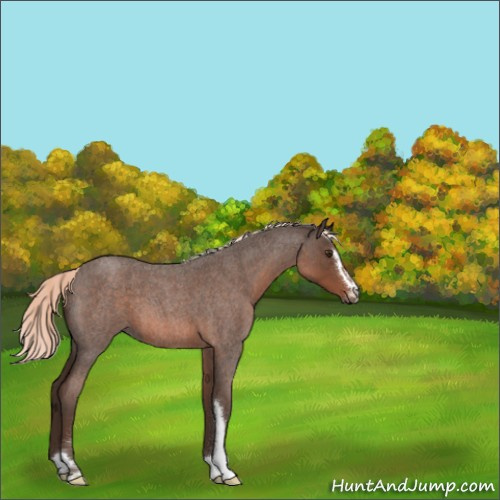 Horse Color:Liver Red Roan Mushroom Sabino 