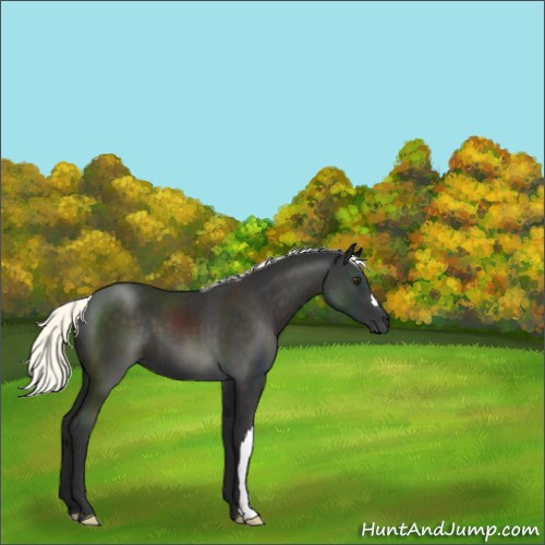 Horse Color:Liver Chestnut Mushroom 