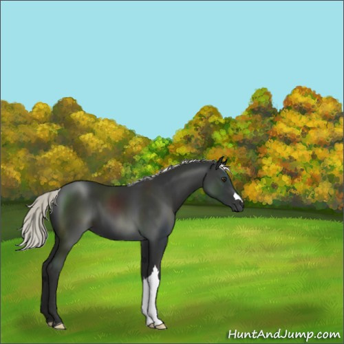 Horse Color:Liver Chestnut Mushroom 