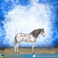 Horse Color:Brown Sabino Appaloosa Rabicano