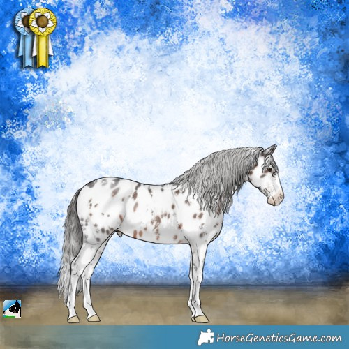 Horse Color:White Spotted Brown Sabino Appaloosa Rabicano 