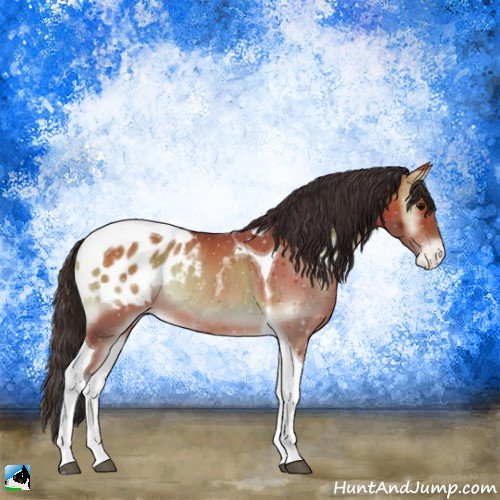 Horse Color:Bay Onyx Tobiano Appaloosa 
