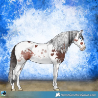 Horse Color:Bay Splash Tobiano 