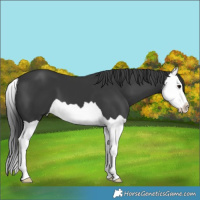Horse Color:Black Splash 