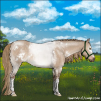 Horse Color:White Spotted Liver Red Dun 