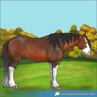 Horse Color:Bay Splash