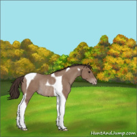 Horse Color:Classic Champagne Tobiano Rabicano