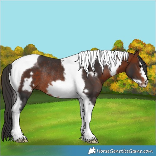 Horse Color:Brown Tobiano Frame Rabicano