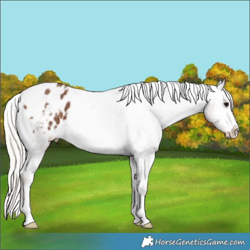 Horse Color:Silver Black Appaloosa 