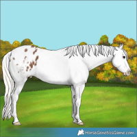 Horse Color:Silver Black Appaloosa 