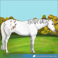 Horse Color:Silver Black Appaloosa 