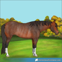 Horse Color:Bay Rabicano 