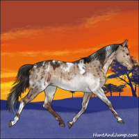 Horse Color:White Spotted Liver Red Dun Brindle 