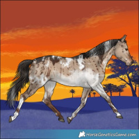 Horse Color:White Spotted Liver Red Dun Brindle
