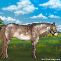 Horse Color:White Spotted Liver Red Dun Brindle 