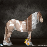 Horse Color:White Spotted Black Pearl Rabicano