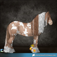 Horse Color:White Spotted Black Pearl Rabicano 