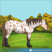 Horse Color:Bay Appaloosa