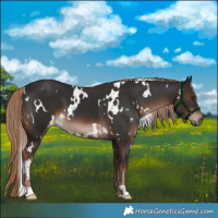 Horse Color:White Spotted Liver Chestnut