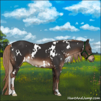Horse Color:White Spotted Liver Chestnut 