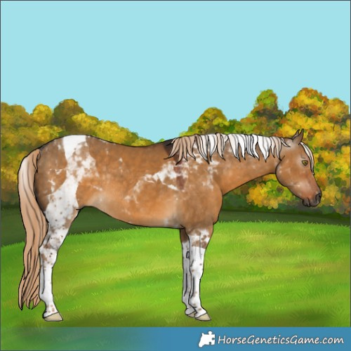 Horse Color:Gray Chocolate Palomino Dun Tobiano Rabicano 
