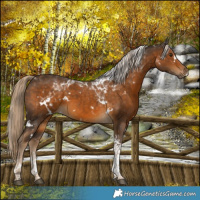 Horse Color:White Spotted Chocolate Palomino Tobiano 