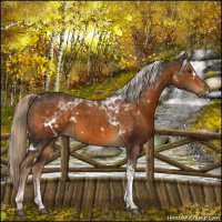 Horse Color:White Spotted Chocolate Palomino Tobiano 