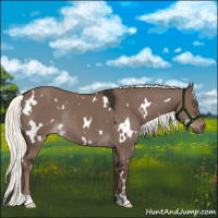 Horse Color:White Spotted Liver Red Dun Mushroom Rabicano 