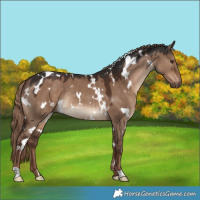 Horse Color:White Spotted Liver Red Dun Rabicano 
