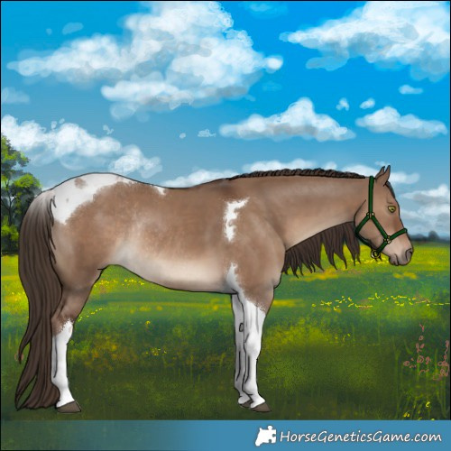 Horse Color:Liver Red Dun Tobiano Rabicano