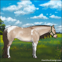 Horse Color:Liver Red Dun Tobiano Rabicano 