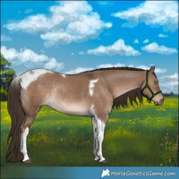 Horse Color:Liver Red Dun Tobiano Rabicano 