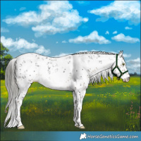 Horse Color:White Spotted Liver Chestnut Mushroom Sabino 