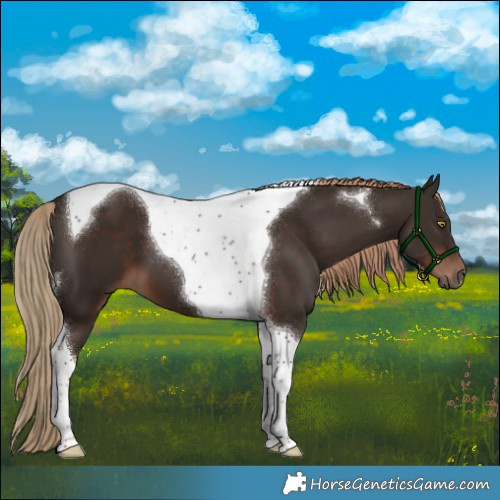 Horse Color:Liver Chestnut Tobiano